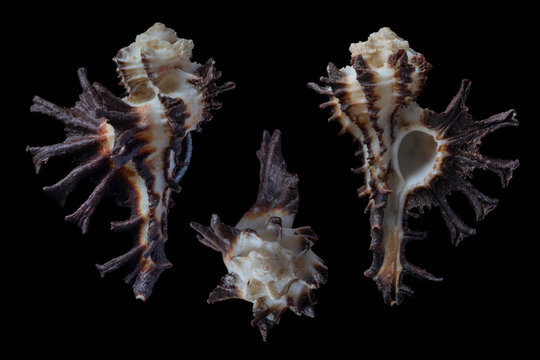 homalocantha scorpio - scorpion murex