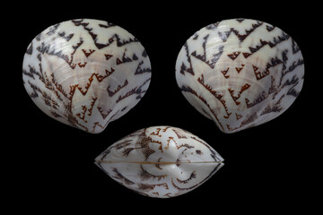 Lioconcha castrensis - Camp pitar venus © SHELL