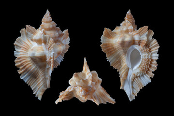 Marchia loebbeckei -Loebbecke's Murex © SHELL