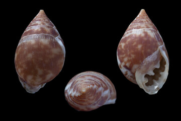 pythia pantherina - Maculate Compressed Ear Snail © SHELL