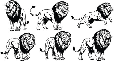 Majestic lion illustration set, roaring African lion poses, wild predator character collection, black and white vector wildlife design, powerful jungle king mascot © Ashraful