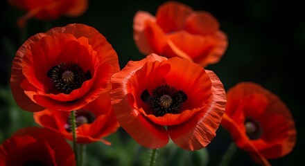 Obraz premium Vibrant red poppies in full bloom with dark centers, set against a blurred natural background