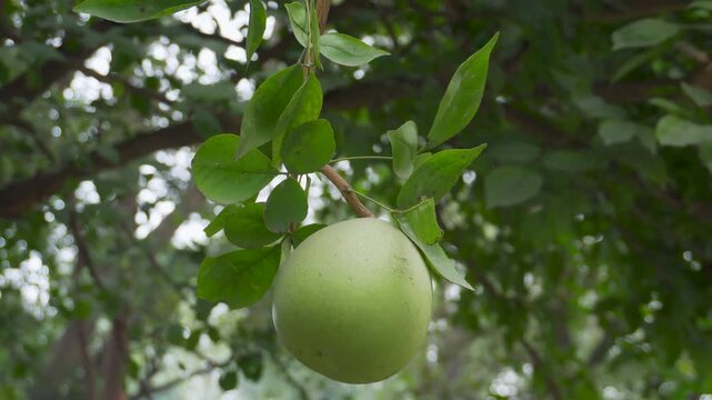 Bael fruit (Aegle marmelos), known as wood apple or Bengal quince, growing in an organic orchard in India