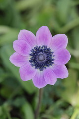 Anemone fulgens flower macro on green background
