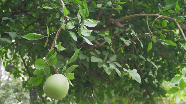 Bael fruit (Aegle marmelos), known as wood apple or Bengal quince, growing in an organic orchard in India