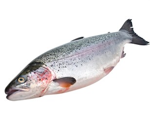Obraz premium Close-up studio shot of a raw, whole salmon fish, isolated on white