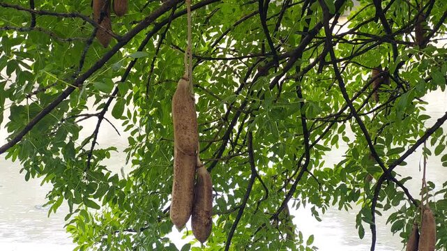 &ldquo;Kigelia africana (sausage tree) with large hanging sausage-shaped fruits growing by the main roadside in Indonesia. Tropical exotic tree with lush green foliage in natural outdoor setting.&rdquo;
