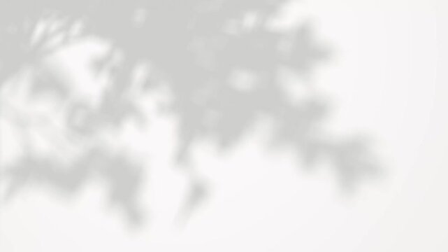 Branch tree silhouette shadow shade movement on white backgrounds footage video rendering