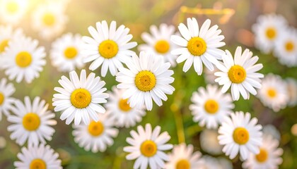 Close-up view of many bright white daisies with yellow centers in sunlight