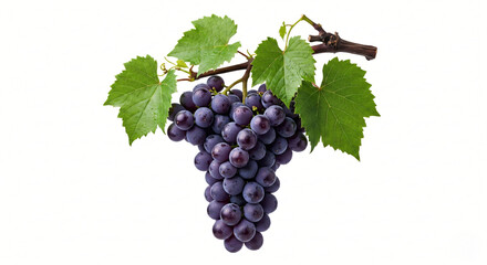 Fototapeta premium bunch of grapes