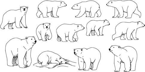 Black and White Line Art Vector Set of Polar Bears in Various Poses, Arctic Wildlife Illustration © kenstock