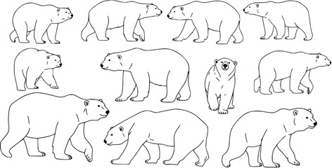 Black and White Line Art Polar Bears in Various Poses, Wildlife Animal Vector Illustration © kenstock