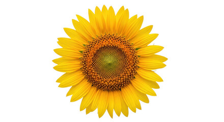 Fototapeta premium Isolated close-up of bright yellow sunflower blossom facing front for summer or agriculture