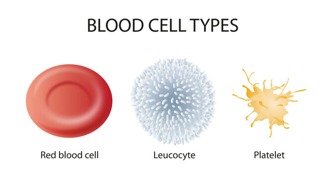 Red blood cell. White blood cell. Platelet