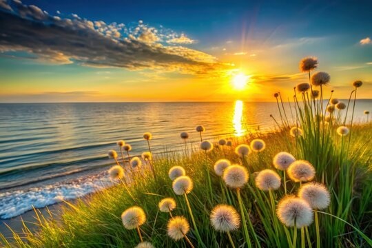 Serene Sunset Seascape with Dandelions Basking in Golden Hour Light