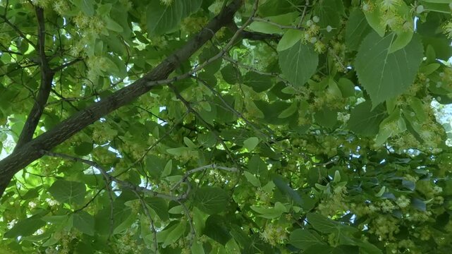 Flight forward within blooming a Lime tree also known as Linden or Basswood tree (Tilia cordata) flying between branches covered with flowers, fruits and bracts