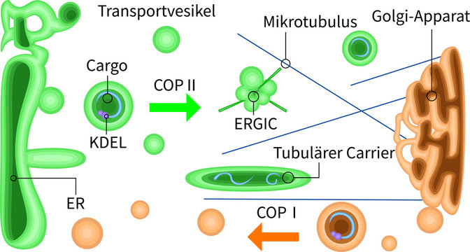 ER to Golgi vesicle transport diagram with COP1 and COP2, ERGIC and microtubules