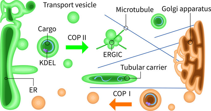 ER to Golgi vesicle transport diagram with COP1 and COP2, ERGIC and microtubules