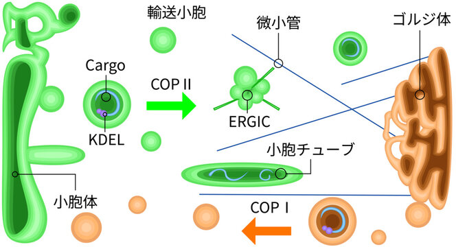 ER to Golgi vesicle transport diagram with COP1 and COP2, ERGIC and microtubules