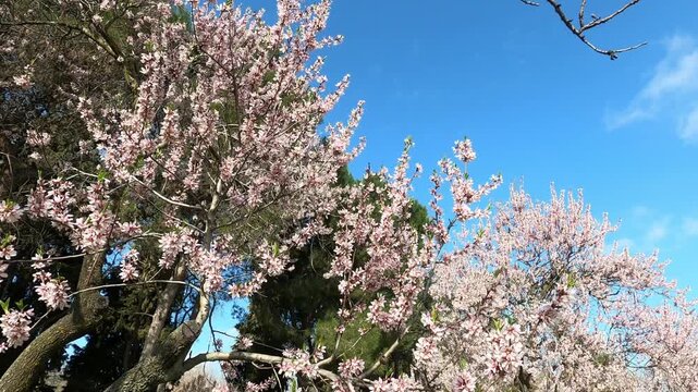 public park called Quinta de los Molinos with the almond trees in bloom in Madrid, Spain