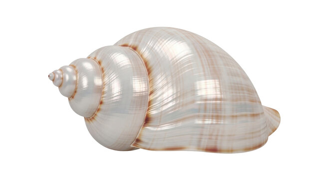 Isolated shiny seashell object with smooth and ribbed texture surface, neutral tones color
