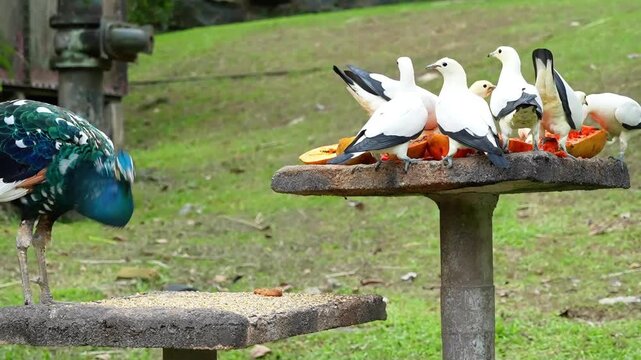 when the peacock call attract group of pigeon meal time in the afternoon