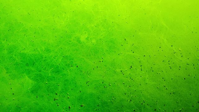 Close-up of fluffy carpet woven from finest threads of Green Alga (Cladophora). Underwater scene of green algae. Natural background of seaweed illuminated by sunlight