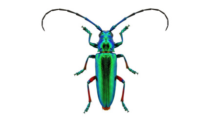Isolated Longhorn Beetle with Iridescent Green Elytra and Long Antennae, Insect Specimen
