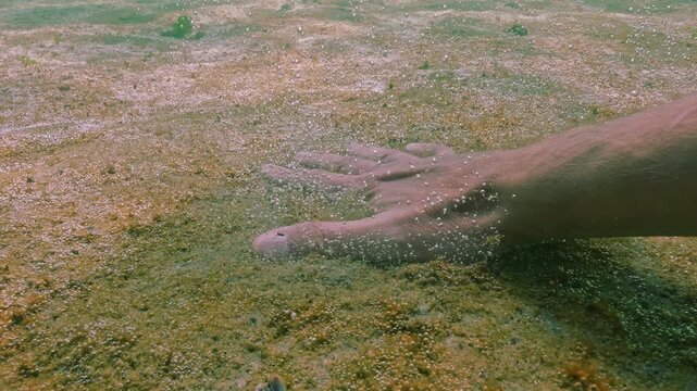 POV view: Men's hand presses to sand of seabed, demonstrating thin layer of colony of unicellular algae producing gas is shiny in sunlight, pieces of this microalgae colony floats up with gas bubbles
