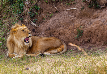 Portrait of an African lion with a red mane. Masai Mara, Kenya