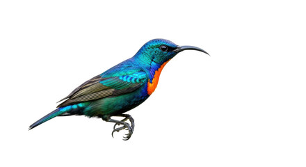 Isolated colorful sunbird, cinnyris jugularis, small passerine bird with a curved bill for nectar © Ophelia