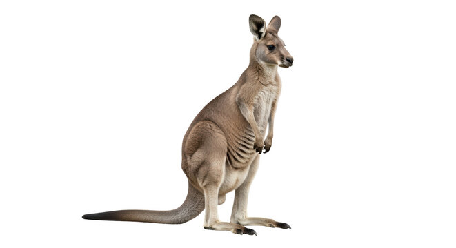 Isolated kangaroo in full length upright against neutral backdrop as wildlife concept