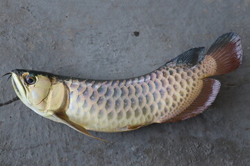 Whole fish lying on ground with visible scale texture. © ArifiantoS