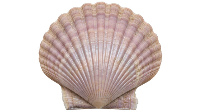 Isolated pink scallop shell with fan-like ridges and textured surface against clear background