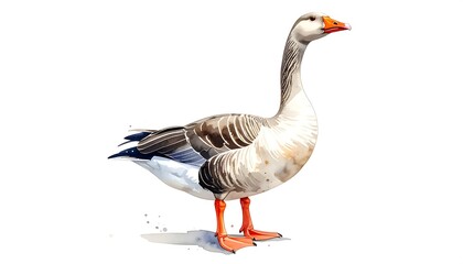 Obraz premium Watercolor style goose with grey & white feathers and orange beak and feet stands on a white background