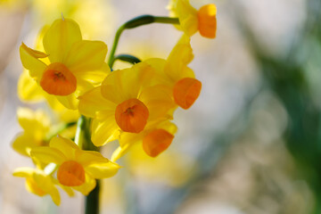 散歩の途中で見つけた春の風景
