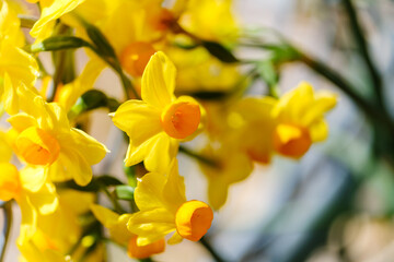 散歩の途中で見つけた春の風景