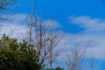 散歩の途中で見つけた春の風景