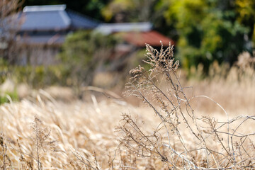 散歩の途中で見つけた春の風景