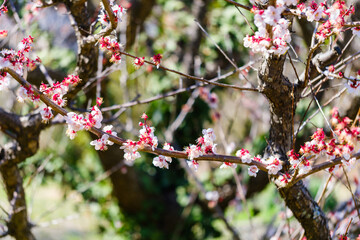 散歩の途中で見つけた春の風景