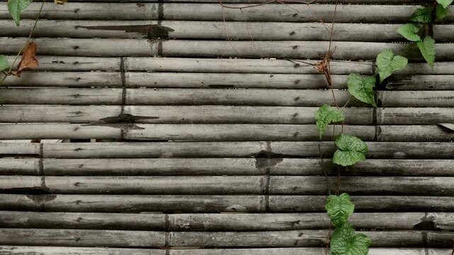 Green ivy vine climbing on weathered gray bamboo fence wall creating natural organic contrast texture background