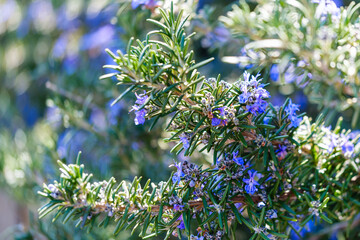 散歩の途中で見つけた春の風景
