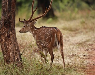Fototapeta premium deer in the woods