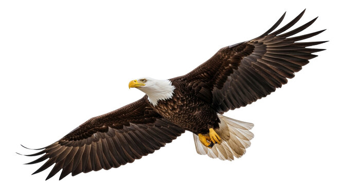 Isolated bald eagle soaring through the air with wings spread, majestic bird of prey flying