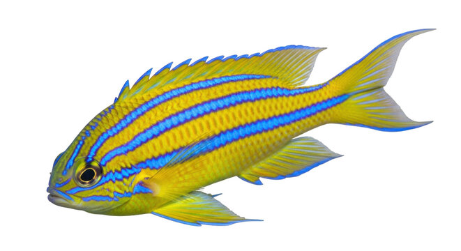 Isolated Yellowtail Damselfish with Blue Stripes Swimming, Tropical Reef Fish, Beautiful Details
