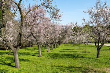 public park called Quinta de los Molinos with the almond trees in bloom in Madrid, Spain