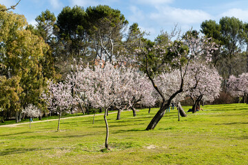 public park called Quinta de los Molinos with the almond trees in bloom in Madrid, Spain