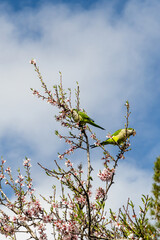public park called Quinta de los Molinos with the almond trees in bloom in Madrid, Spain