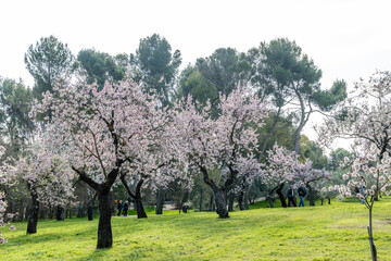 public park called Quinta de los Molinos with the almond trees in bloom in Madrid, Spain
