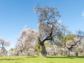 public park called Quinta de los Molinos with the almond trees in bloom in Madrid, Spain